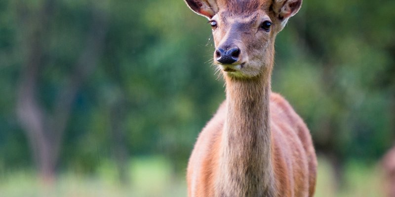 Landgut liebevoll restauriert, Wildgehege - Nikolaus